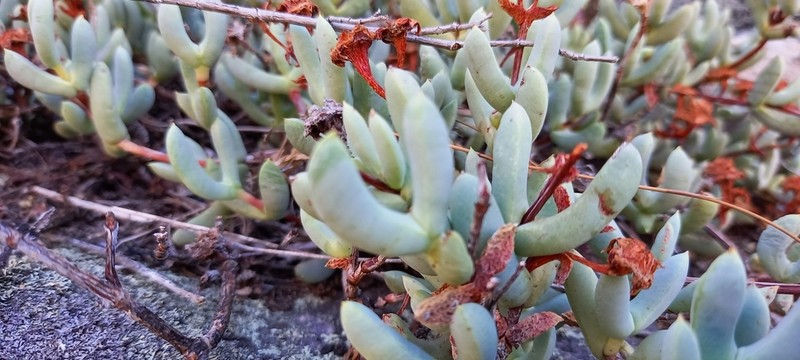 Sederbergia guthrieae photo 2