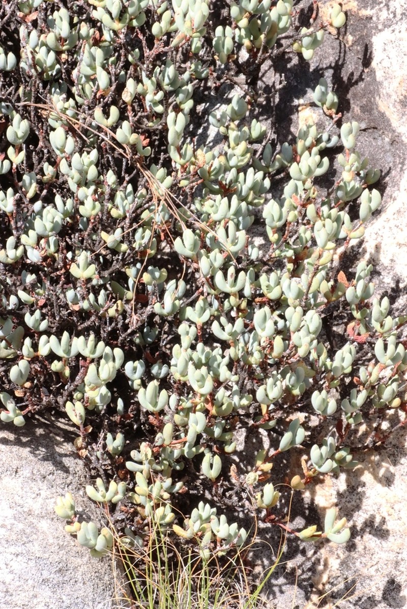 Sederbergia guthrieae photo 4