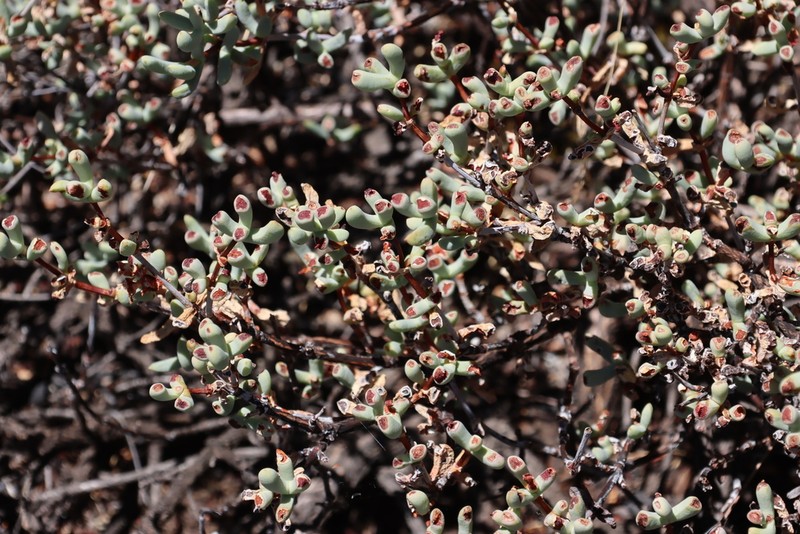 Sederbergia guthrieae photo 5
