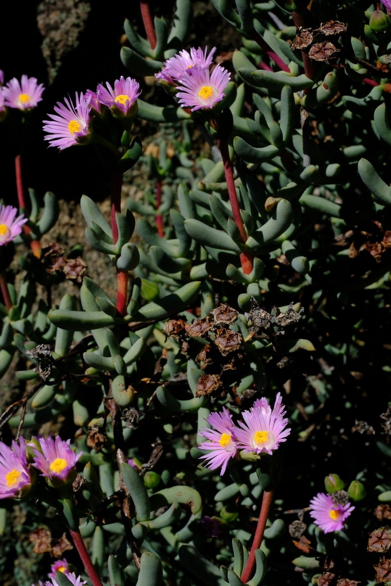 Sederbergia guthrieae photo 6