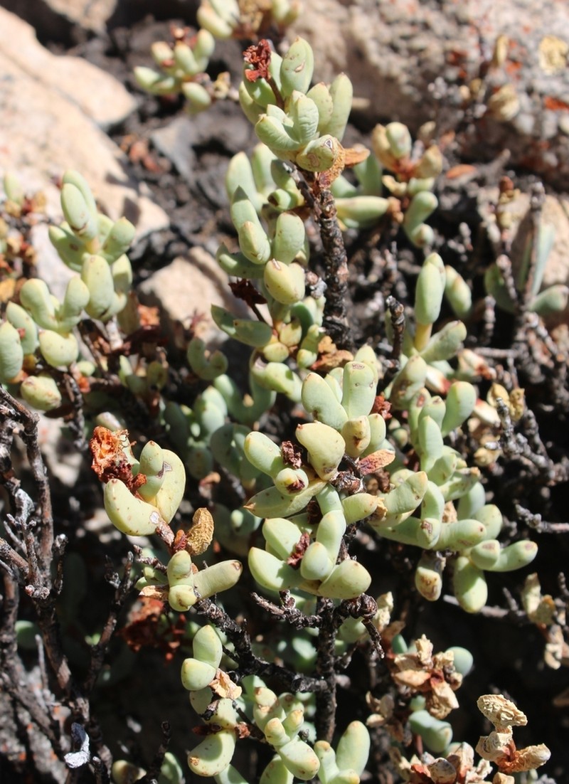 Sederbergia guthrieae photo 8