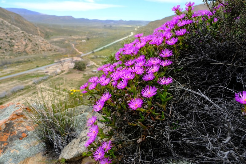Sederbergia inclaudens