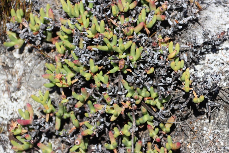Sederbergia inclaudens photo 2