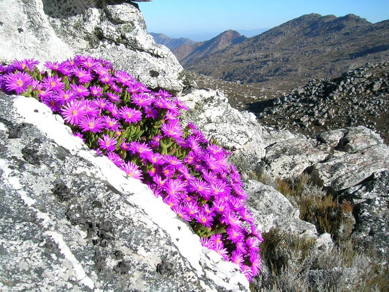 Sederbergia inclaudens photo 3