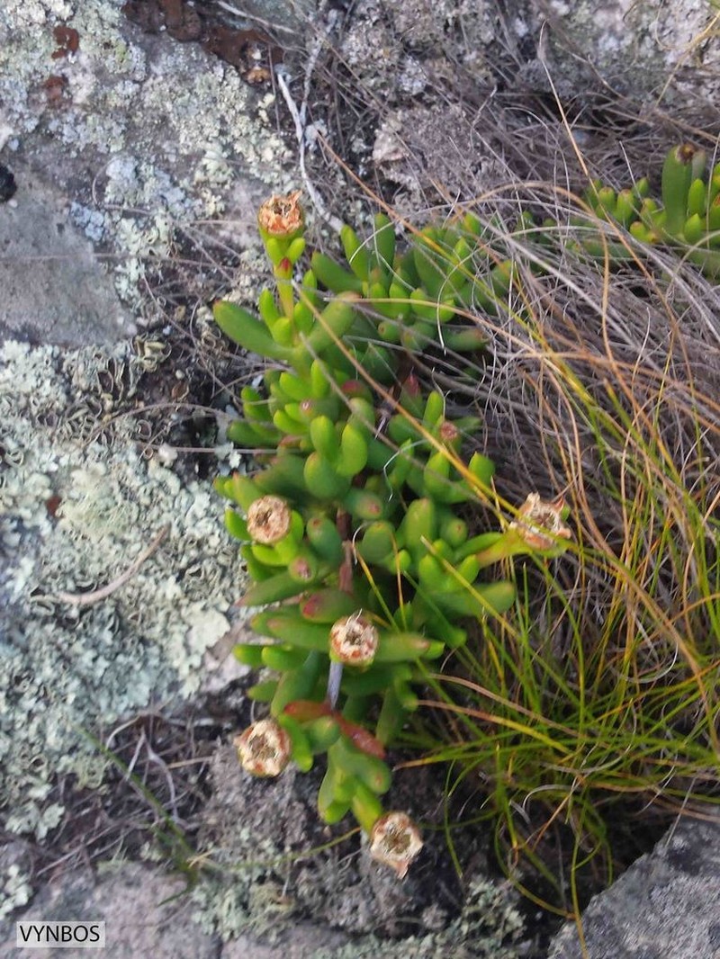 Sederbergia inclaudens photo 4