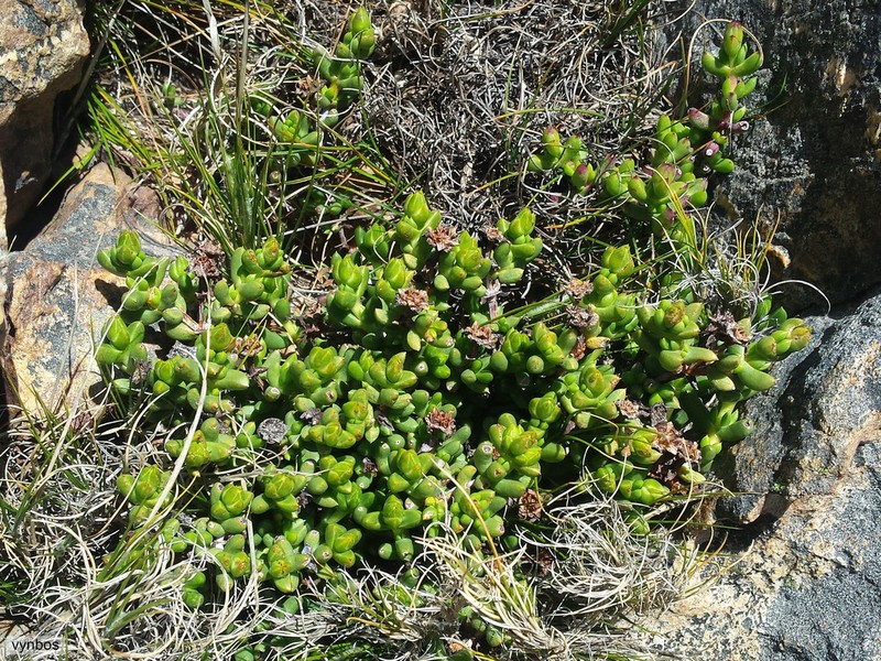 Sederbergia inclaudens photo 6