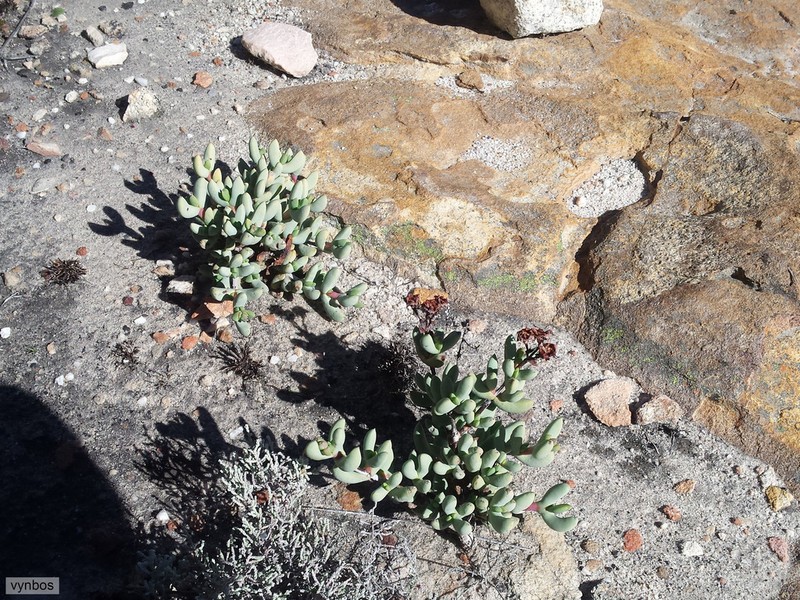Sederbergia mucronata