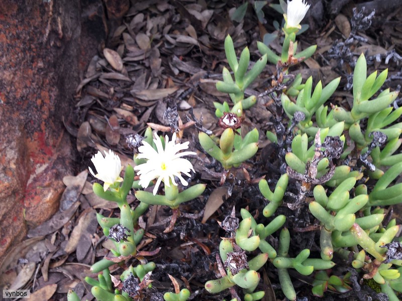 Sederbergia mucronata photo 2