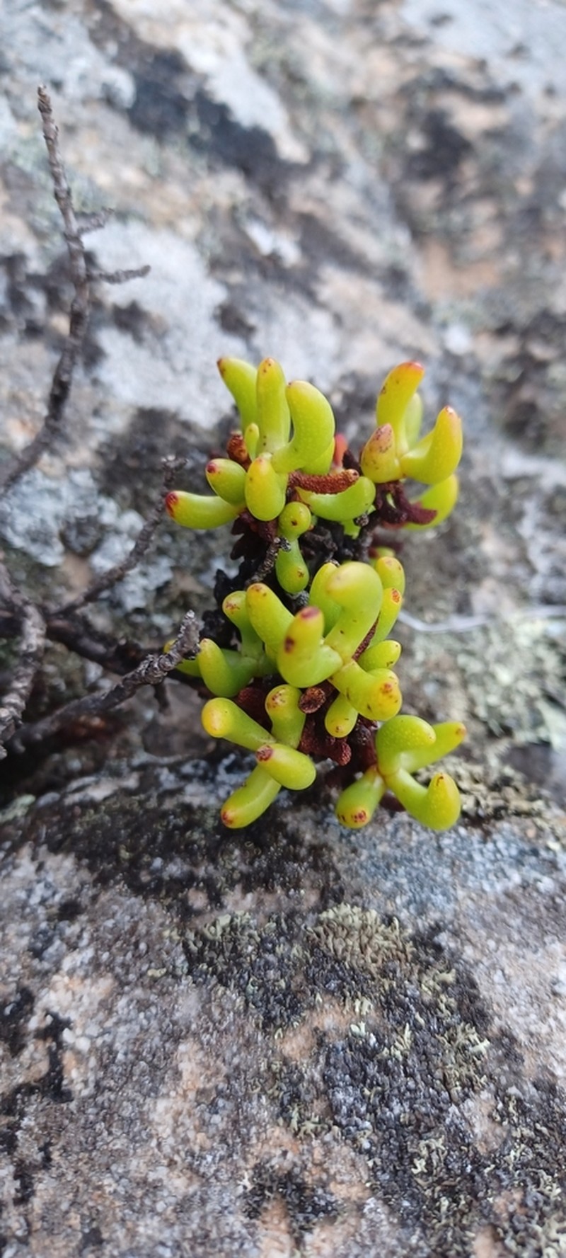 Sederbergia mucronata photo 3