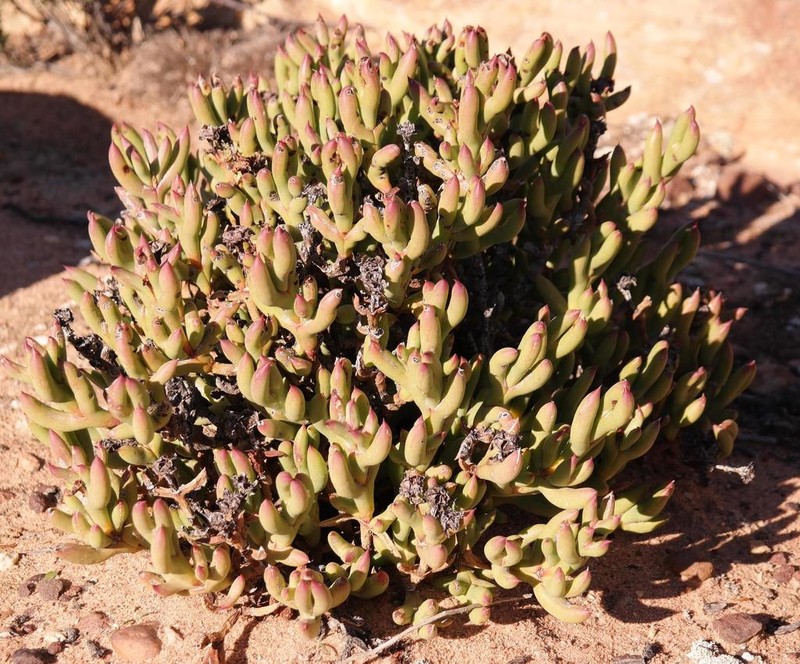 Sederbergia mucronata photo 5