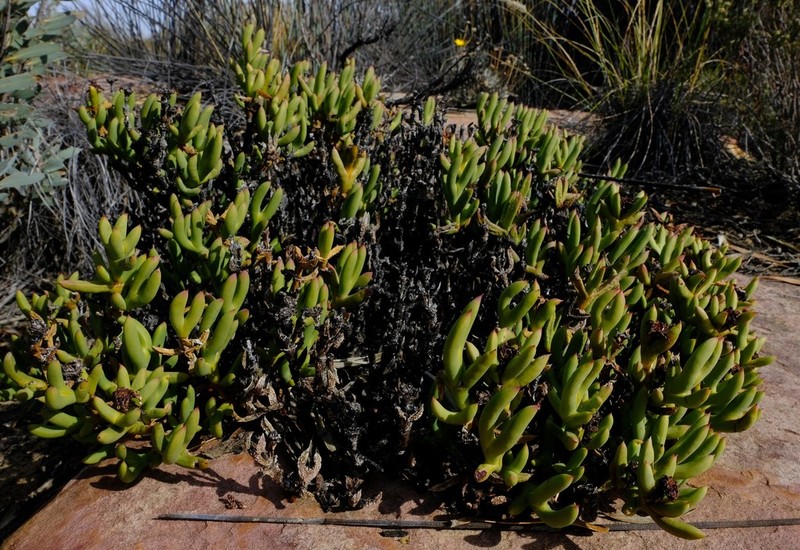 Sederbergia mucronata photo 6
