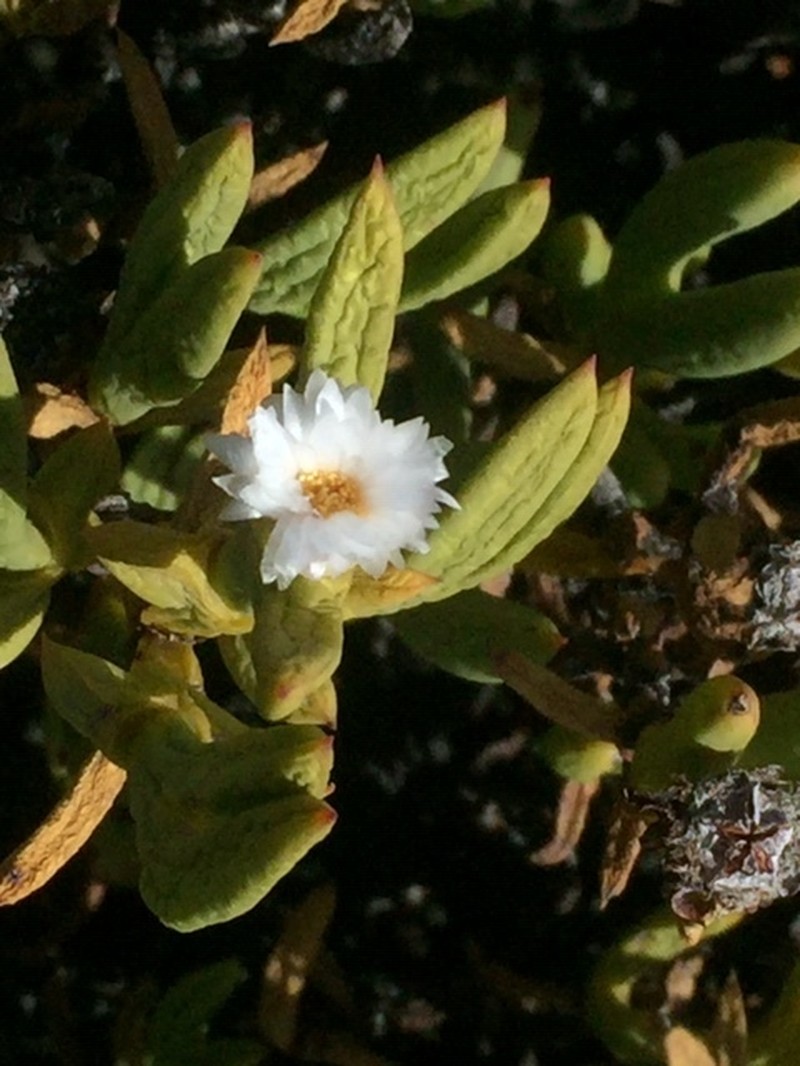 Sederbergia mucronata photo 7