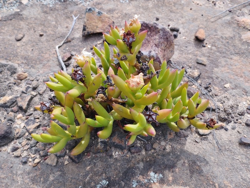Sederbergia mucronata photo 8