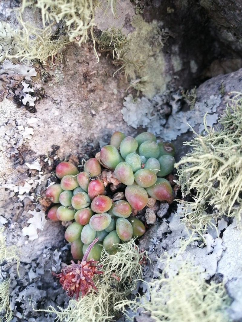 Sedum acaxee photo 2