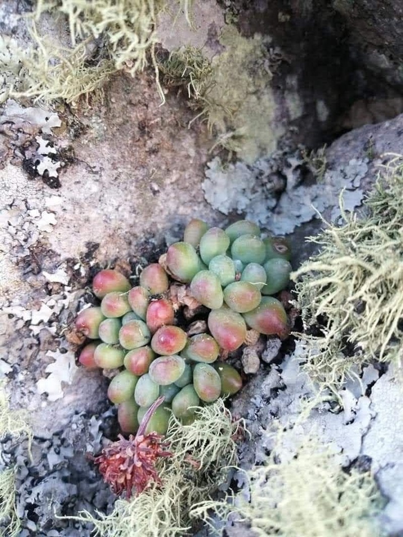 Sedum acaxee photo 3