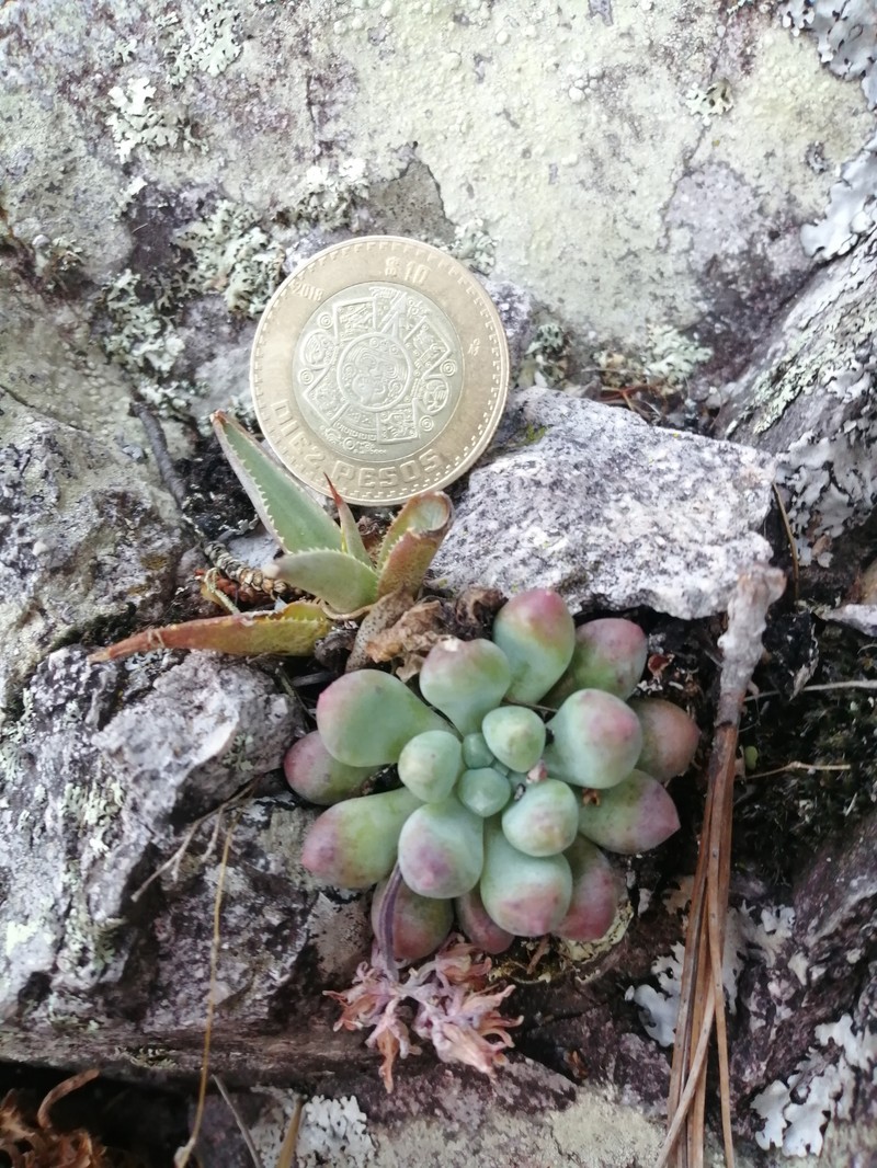 Sedum acaxee photo 7