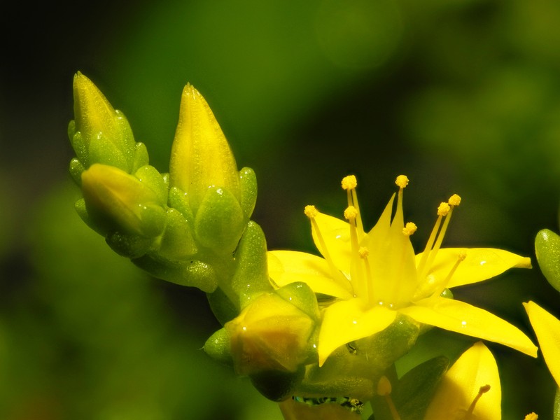 Goldmoss Stonecrop photo 4