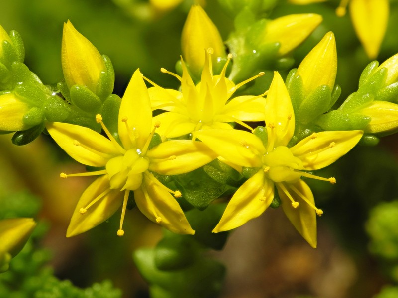 Goldmoss Stonecrop photo 5