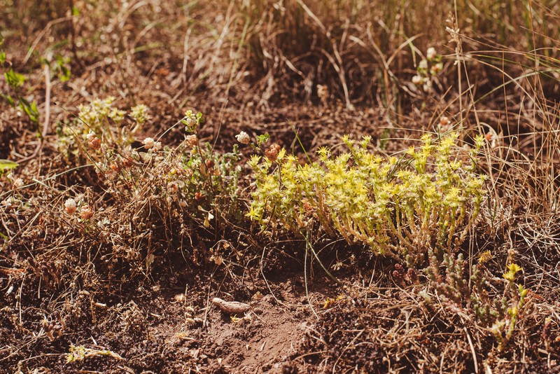 Goldmoss Stonecrop photo 6