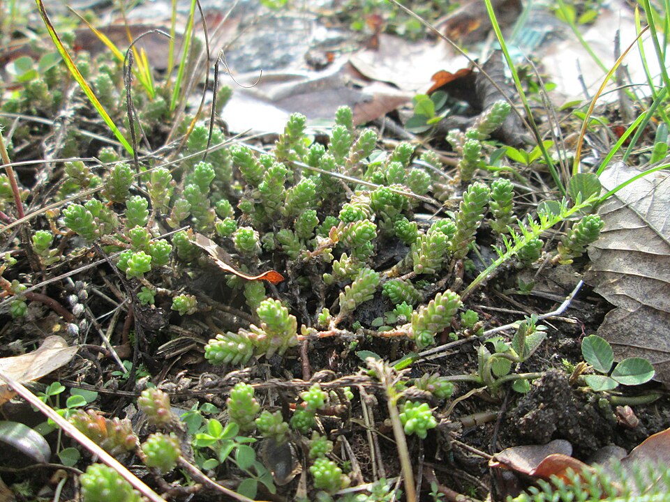 Goldmoss Stonecrop photo 7