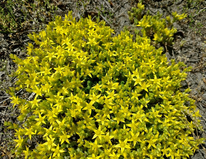Goldmoss Stonecrop photo 2