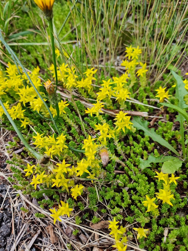 Goldmoss Stonecrop photo 3