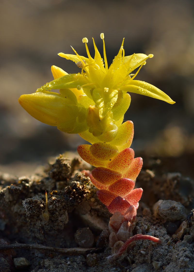 Goldmoss Stonecrop