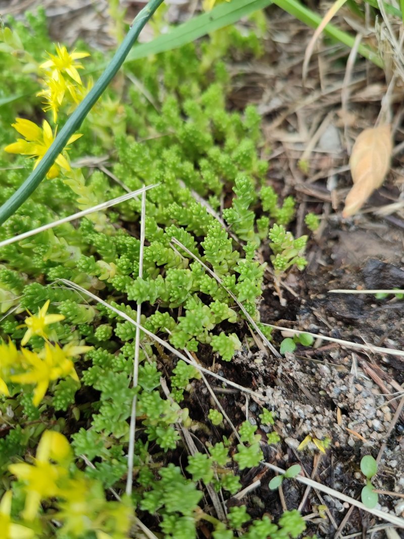 Goldmoss Stonecrop photo 8