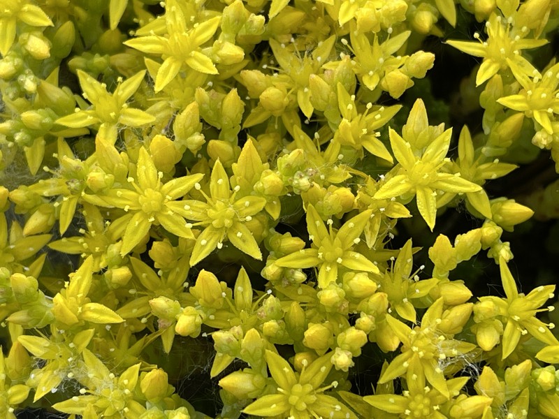 Goldmoss Stonecrop photo 9