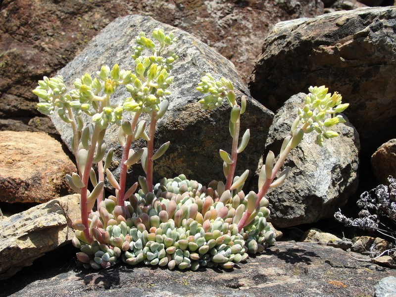Feather River Stonecrop photo 2
