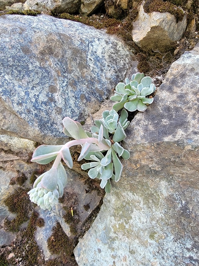 Feather River Stonecrop photo 4