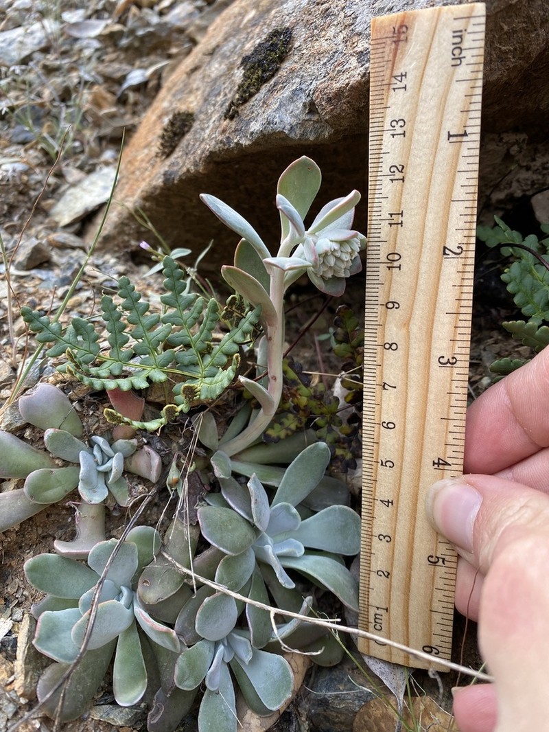Feather River Stonecrop photo 5