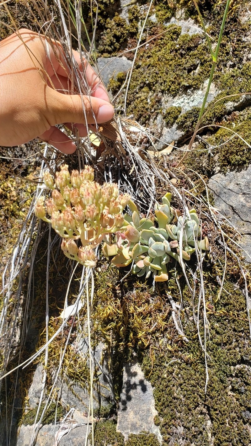 Feather River Stonecrop photo 6