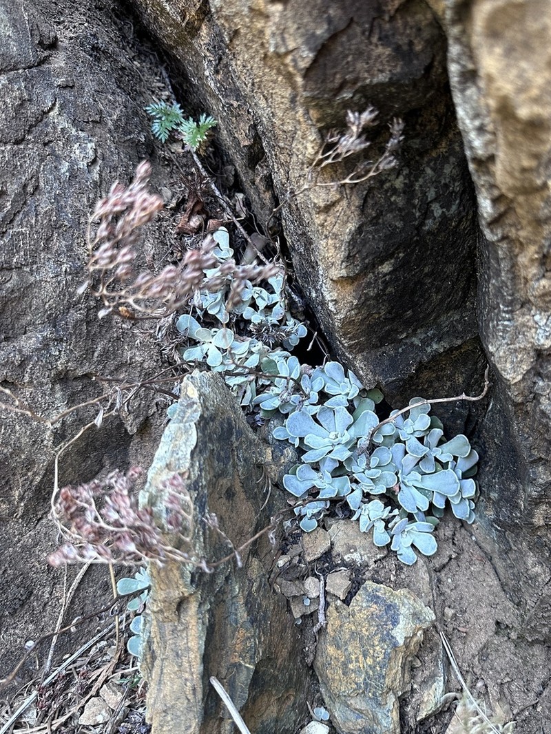 Feather River Stonecrop photo 7