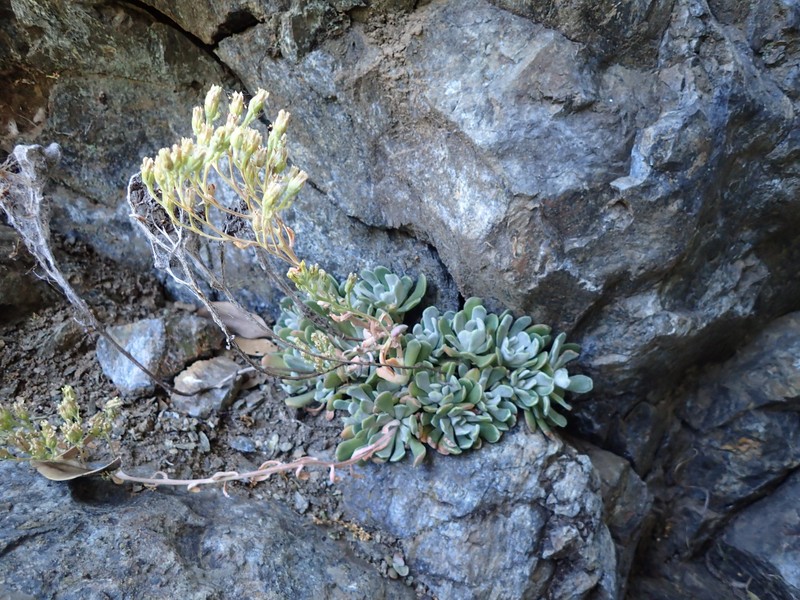 Feather River Stonecrop