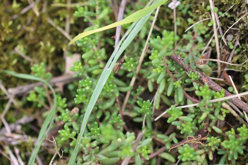 White Stonecrop photo 4
