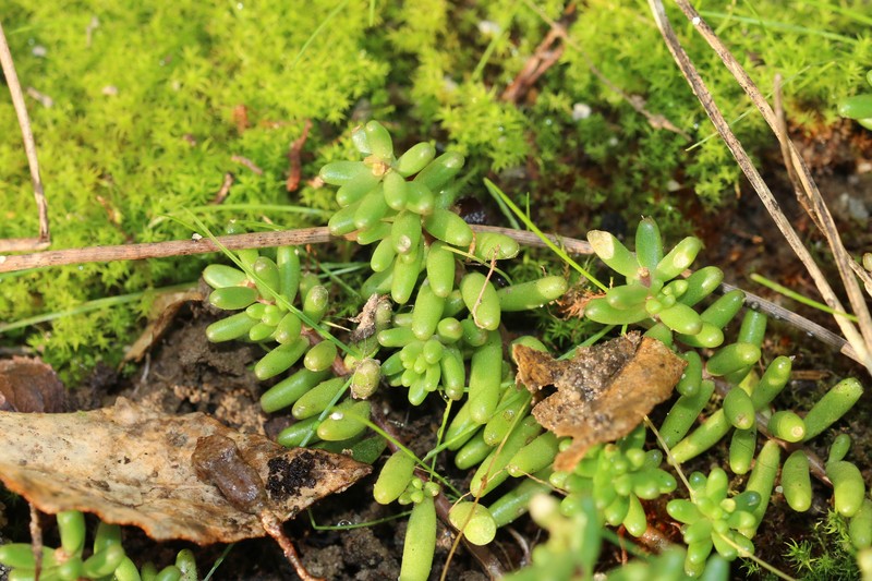 White Stonecrop photo 5