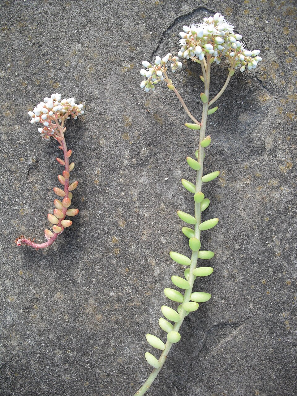 White Stonecrop photo 6