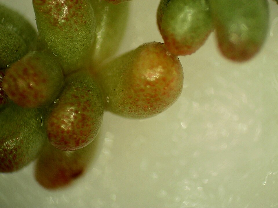 White Stonecrop photo 7