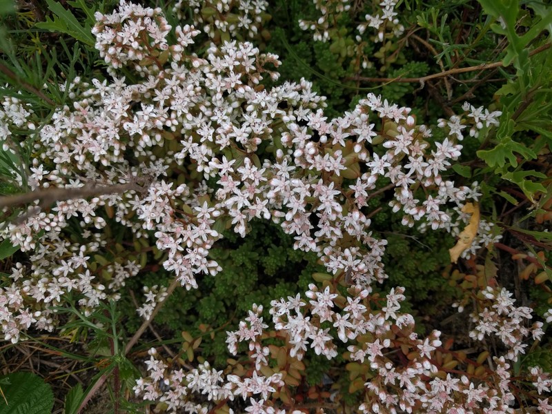 White Stonecrop photo 2