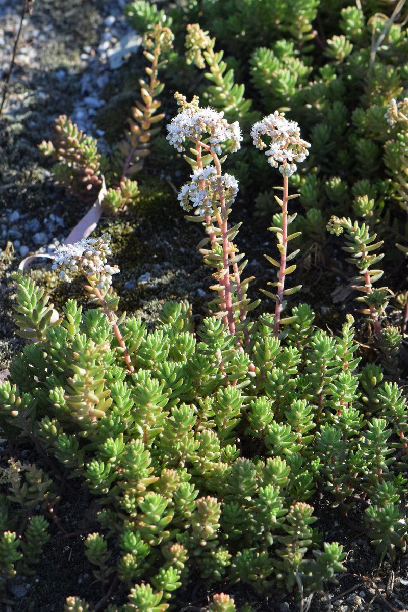 White Stonecrop photo 3