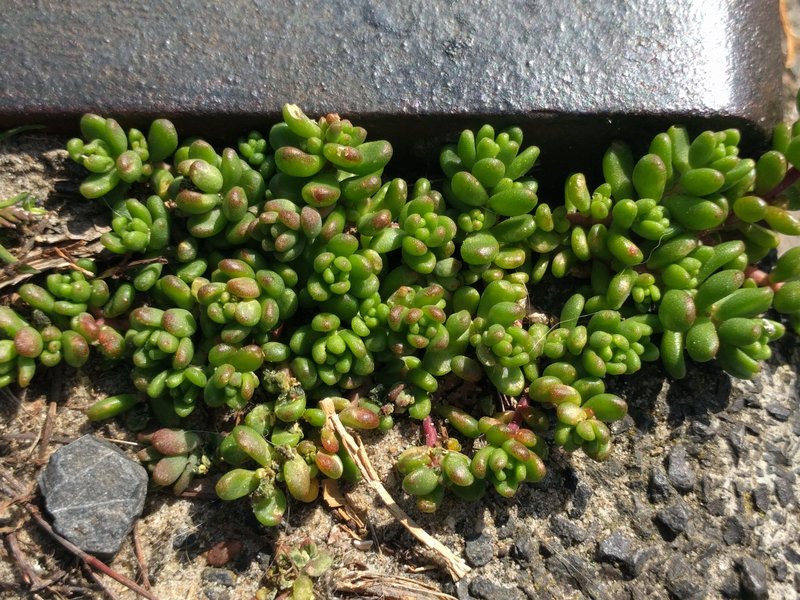 White Stonecrop photo 8