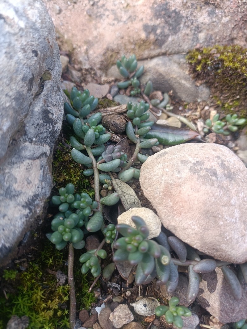 Sedum album subsp. album