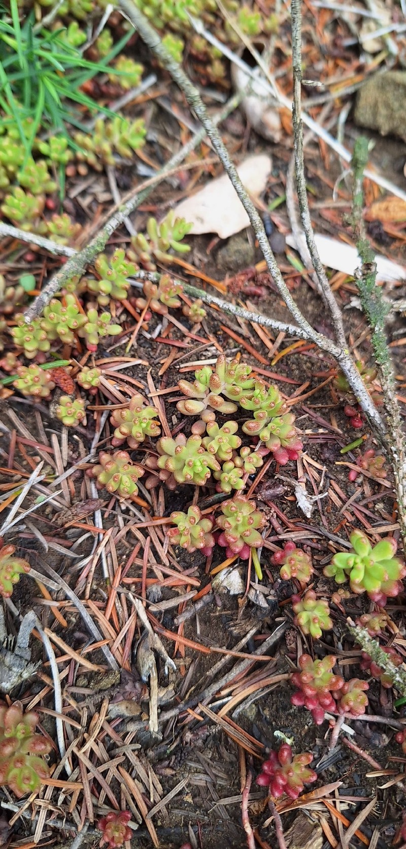Sedum album subsp. album photo 2