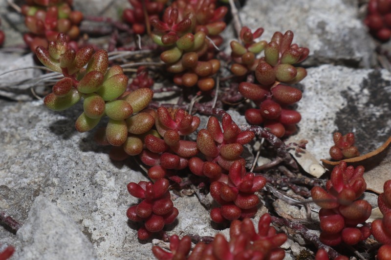 Sedum album subsp. album photo 3