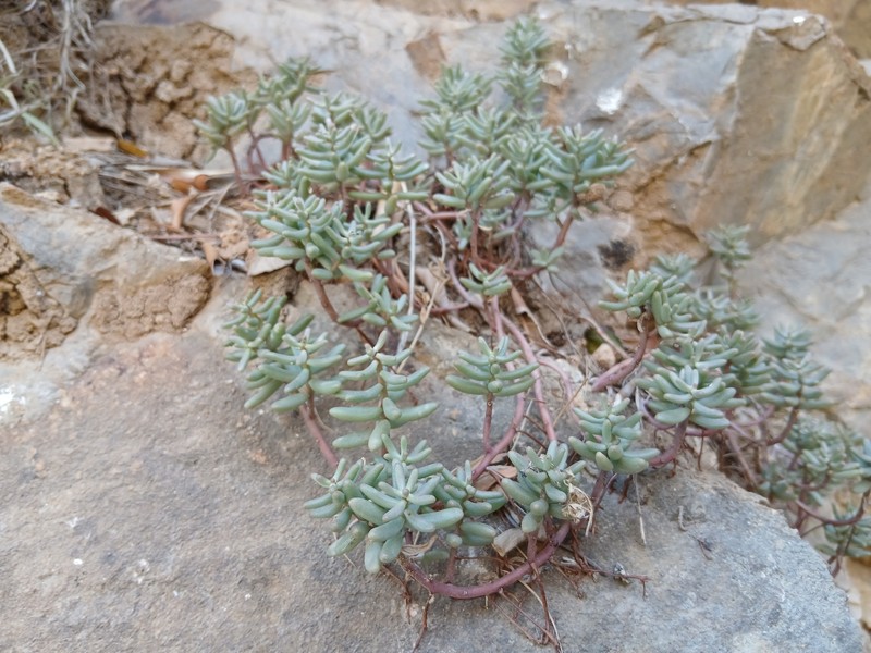 Sedum album subsp. album photo 4