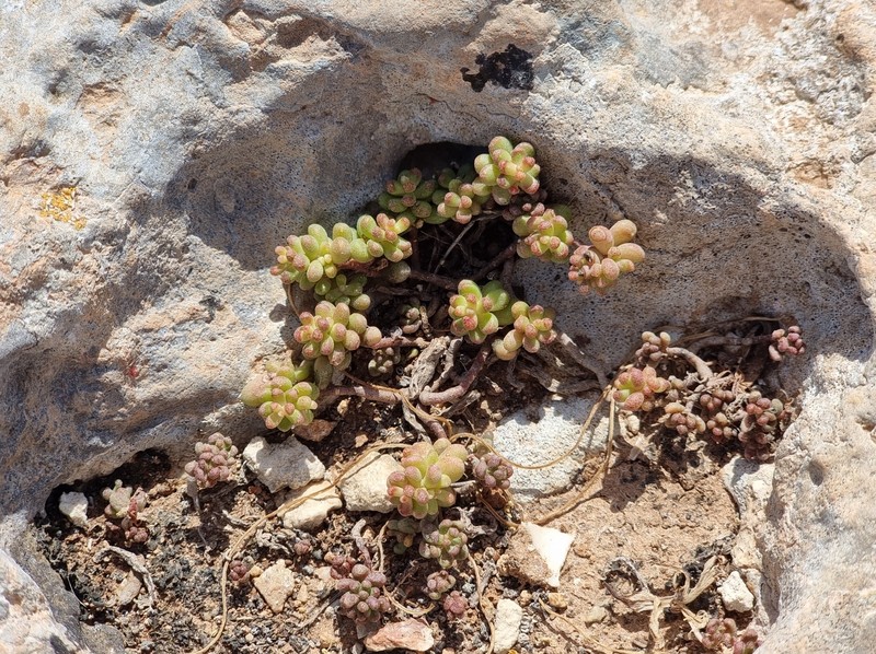 Sedum album subsp. rupimelitense