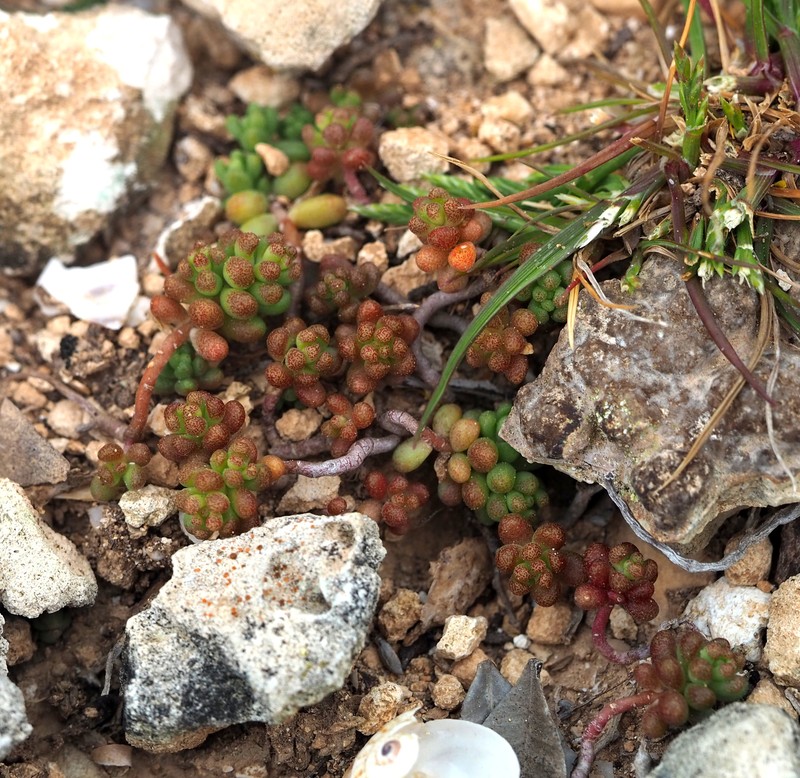 Sedum album subsp. rupimelitense photo 2