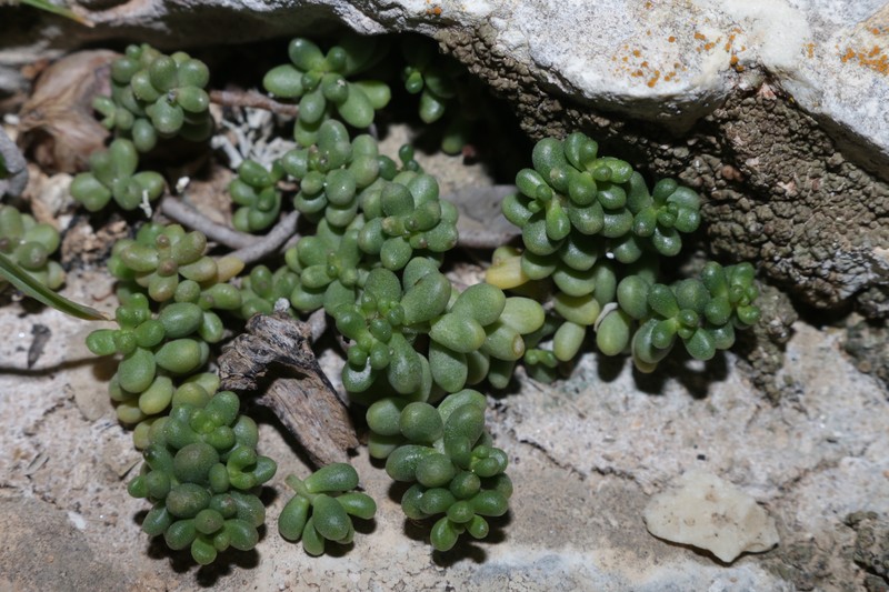 Sedum album subsp. rupimelitense photo 3