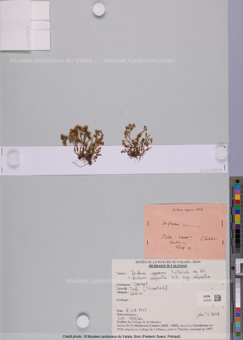 Sedum alpestre subsp. alpestre